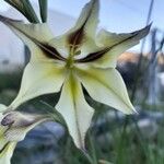 Gladiolus tristis Kvet