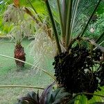 Coccothrinax barbadensis Fruto
