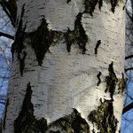 Betula populifolia Kaarna