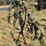 Vachellia erioloba Hoja