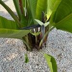 Strelitzia nicolai Λουλούδι