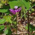 Calopogon tuberosus Flor