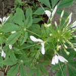 Cleome speciosa Pokrój