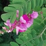 Indigofera tinctoria 花