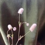 Trifolium arvense Kukka