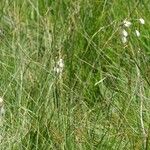 Eriophorum latifolium Blomst