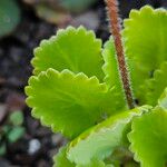 Saxifraga hirsuta Hoja