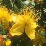 Hypericum balearicumBlodyn