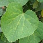 Ipomoea obscura Leaf