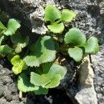 Asplenium ruta-muraria Leaf