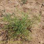 Cycloloma atriplicifolium Habit