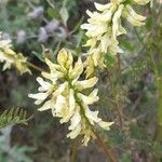 Astragalus canadensis Blomma