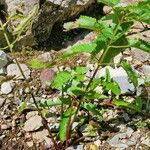 Sanguisorba canadensis ᱥᱟᱠᱟᱢ