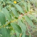 Euphorbia nutans Blatt