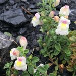 Antirrhinum molle Blomst