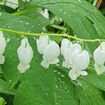 Lamprocapnos spectabilis Flower