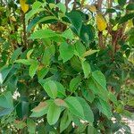 Ligustrum ovalifoliumপাতা