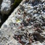 Agrostis rupestris Elinympäristö