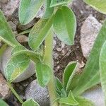 Anthyllis circinnata 樹皮
