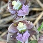 Epipactis helleborineFlower