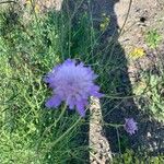 Scabiosa atropurpureaFlor