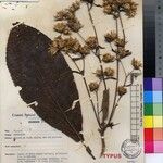 Vernonia shabaensis Otro