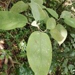 Solanum erianthum Corteza