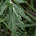 Lavandula angustifolia Levél