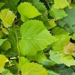 Tilia mongolica Feuille