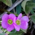 Oxalis latifolia Λουλούδι