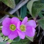 Oxalis latifolia 花