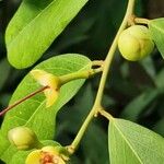 Capparis flexuosa Fruit