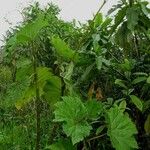 Begonia parviflora Habit