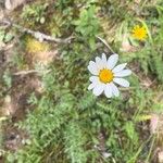 Leucanthemum ircutianumBlomma