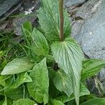 Valeriana montana পাতা