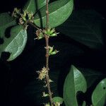 Cassipourea guianensis Fruit