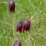 Fritillaria meleagroides Flower