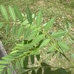 Diphysa americana ᱥᱟᱠᱟᱢ