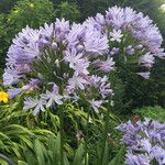 Agapanthus praecox Агульны выгляд