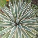 Agave viviparaFolha