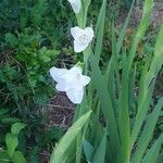 Gladiolus communis Blomst
