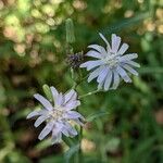 Lactuca tatarica फूल