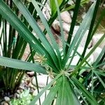 Cyperus alternifolius ഇല