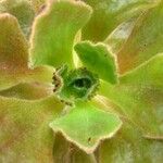 Aeonium smithii Leaf