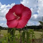 Hibiscus moscheutosКвітка