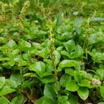 Orthilia secunda Habit