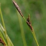 Carex sempervirens Vrucht