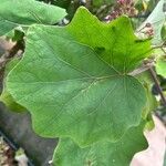 Roldana petasitis Hoja