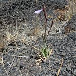 Lactuca inermis Elinympäristö