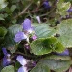 Viola suavis Flor